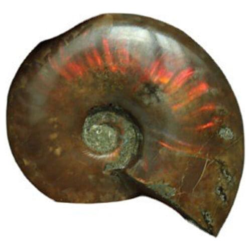 Spiral Ammolite Natural Ammonite Fossil Pure Natural Handicraft Pieces Played On Palms Nice Gift For Stone Collection 2.6-3.5cm