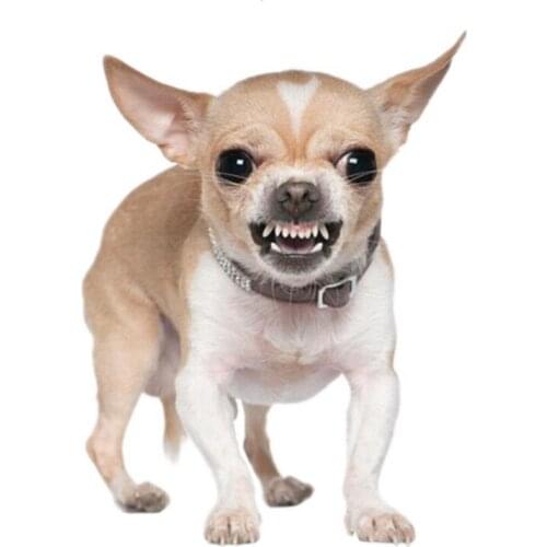 B0595# 13CM 17CM Self-Adhesive Decal Angry Chihuahua Breed Dog Car Sticker Waterproof Auto Decors on Bumper Rear Window