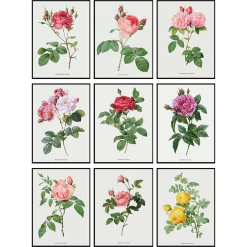 Counted Cross Stitch Kits Needlework Embrodery - Crafts 14 ct Aida Color DIY Arts Handmade Home Decor - Rosa Collection