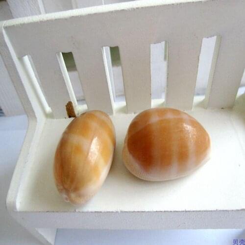 Natural conch shell 3-4 cm yellow Talparia Talpa gold plated shell concha natural beach home decor