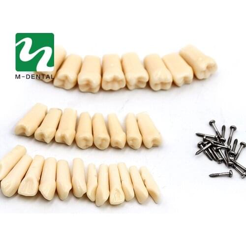 28pcs/Bag Tooth Grain Teeth Model Resin Material For Tooth Preparation Exercises Teaching Free Shipping