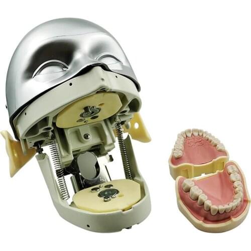 Dental Simulator Phantom Head Teeth Model Dentist Practical Exercises Dental Model