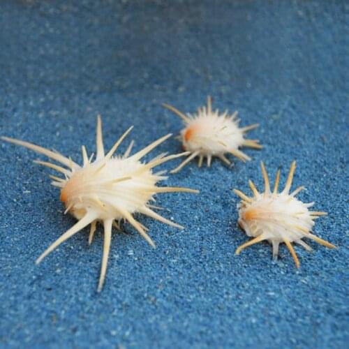 2PCS Per Lot Conch Seashells Natural Shell Conch Beach Decorations for Home Wedding Acquarium Fish Tank Decor Accessory