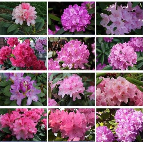 5D Diy Diamond Painting Cross Stitch Kits Flower Diamond Embroidery Full Drill Handicraft Mosaic Rhododendron Decor Picture Home