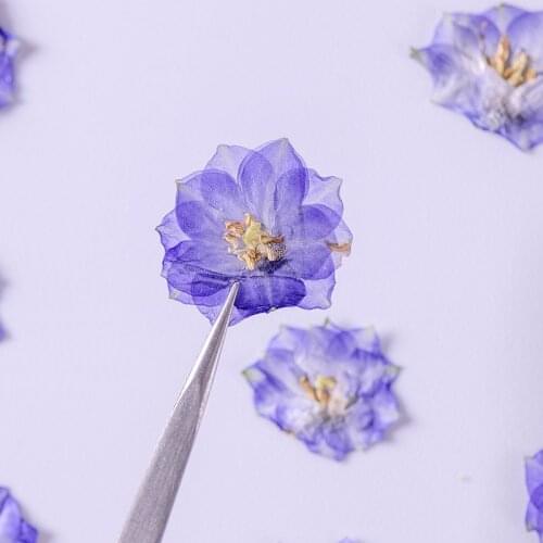 120pcs Pressed Dried Flower Campanula medium L Plants Herbarium For Epoxy Jewelry Bookmark Phone Case Makeup Nail Art Craft DIY