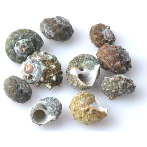 Natural Conch Tritonshorn Scrapbook Craft Accessories for Home Decoration DIY 15-20mm 20pcs TRS0061