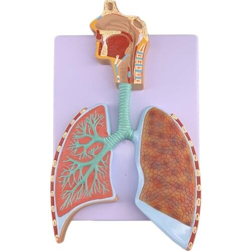 Human respiratory system anatomical model Lung anatomical respiratory system relief model Alveolar enlarged anatomical model