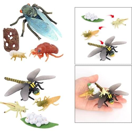 2 Set Nature Insect Cicada and Dragonfly Life Cycle Game Prop Meticulously