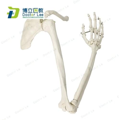 Natural Size Human Arm Hand Model with Clavicle and Shoulder Blade for Art Study and Medical Learning