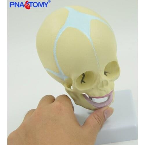 Life Size Fetal Skull Model Baby Baby Head Child Skull Anatomy Fetus Skeleton Movable Jaw Medical Teaching Tool Anatomic PNATOMY