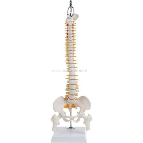 45cm Flexible Human Spinal Column Vertebral Lumbar Curve Anatomical Model Anatomy Spine Teaching Tool