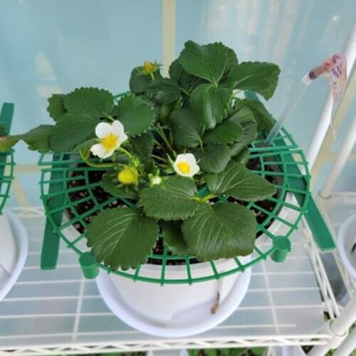 5/10/20PCS Plant Stand For Strawberry Flowers Vegetable Tools Support Plant Climbing Vine Pillar Gardening Stand Orchard Garden