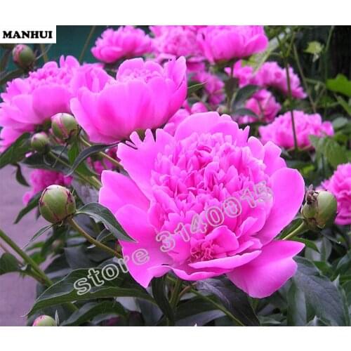 Diamond Painting Full Spuare Drill Mosaic Sticker Decor Painting Cross Stitch 5d Diamond Embroidery Flower gift BEC170