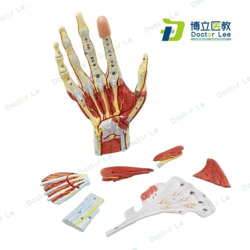 7parts 1:1 life size Human Hand Palm Anatomical Neurovascular Model Hand Joints Surgery Hand Minimally Invasive Model Teaching