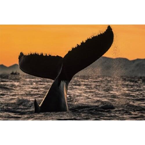 Full Square/Round DIY Drill Embroidery The Tail of a Whale in the Sunset Diamond Painting Cross Stitch Moasic Rhinestone JX599