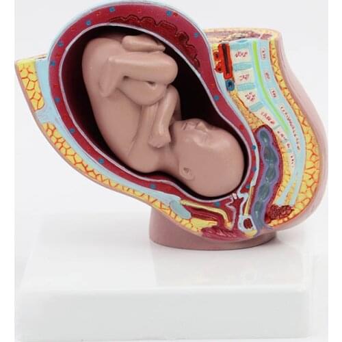 Maternal and Infant Pregnancy Anatomy Model Medical Science Teaching Resources Dropshipping