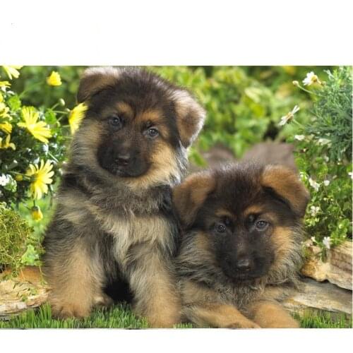 Full DIY Diamond Painting,German Shepherd,dog,Embroidery,Cross Stitch,5D,square round,Rhinestone,Mosaic,Kits,DIY,Home Decor L924