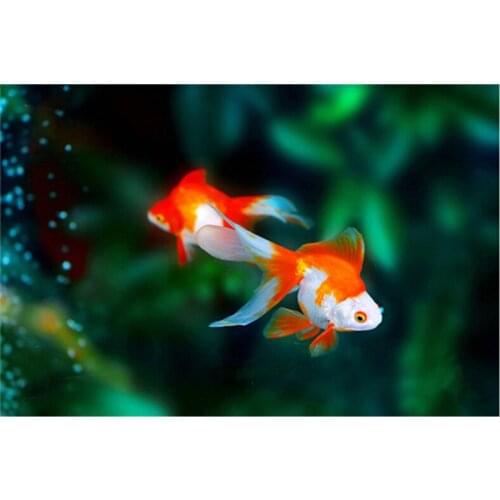 Beautiful Goldfish picture 3D DIY diamond embroidery painting full rhinestone diamond mosaic home decorative needlework A6821R