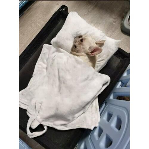 French Bulldog Fashion Pet Dog Bed Mat Pillow Set Winter Warm Super Soft Sofa Small Medium Dogs Schnauzer Dropshipping YKB01