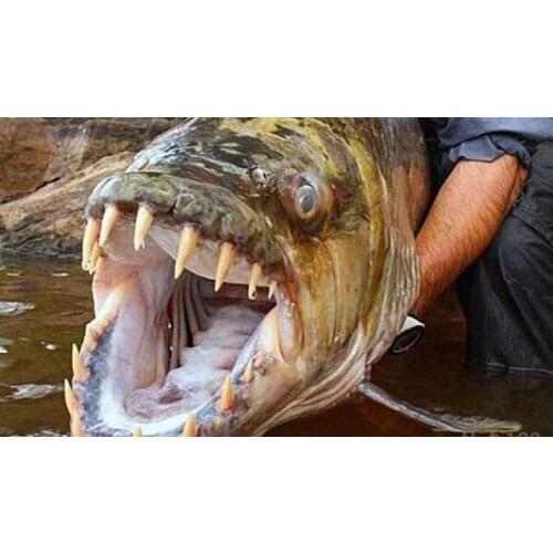 100% Original SHIMANO Grappler 300HG 301HG Gear Ratio6.2:1 Right/left 5+1BB Boat Fishing Reel Saltwater Spinning Reel Kastking