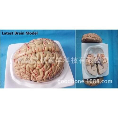 8 Parts Human Brain Decomposition Assembled Medical Anatomical Model Medical Supplies
