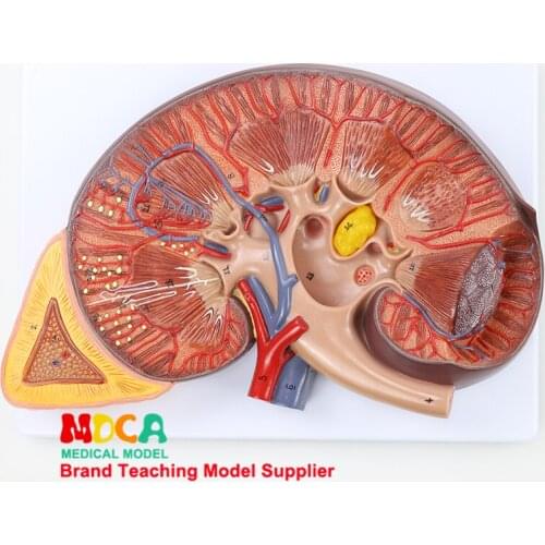 Adrenal Anatomy and Urology Deluxe Kidney Model Medicine Teaching MSZ006
