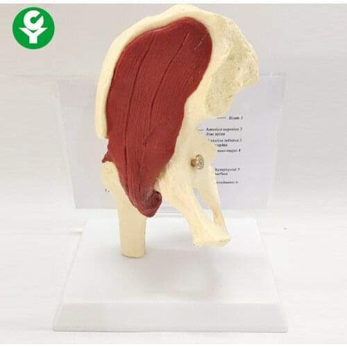 1:1 Hip joint with muscle model Anatomy teaching aids of pelvic muscles human skeleton skeleton skeleton model