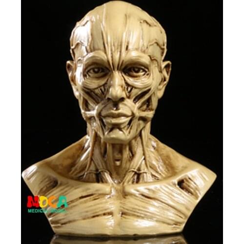 Drawing of life in art studio simulation of male skeleton Head muscle structure still life sketch teaching model RTSM203