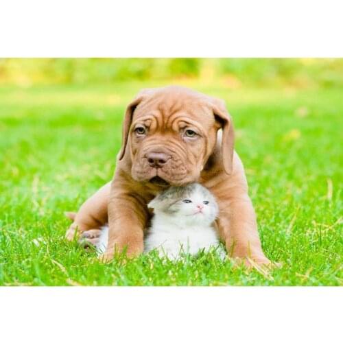 Funny Dogue de Bordeaux Dog Poster Silk Fabric Wall Art Poster Print Painting Nature Decoration Pictures Modern Home Decor