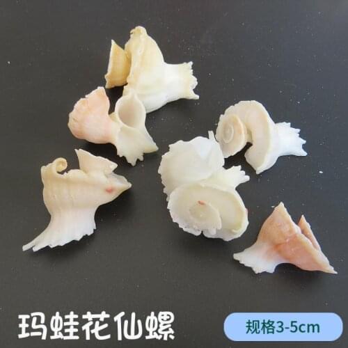 1pc Latiaxis mawae collection specimen Beach Shells Crafts Seashells Aquarium Decor Aquarium Seashells Crafts/party Decor