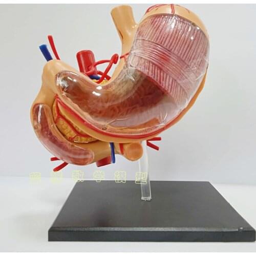 Stomach Model Human Organ Model Stomach Assembly Anatomical Model Stomach Structure Educational Toy