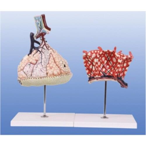 Medical Science Medical Student Teaching Tool Human Lungs Anatomical Model Lung Lobule Alveolar Model BIX-A1069