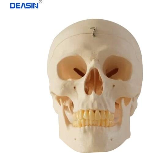 Dental skull model human anatomical head medical model cheap skull anatomy model