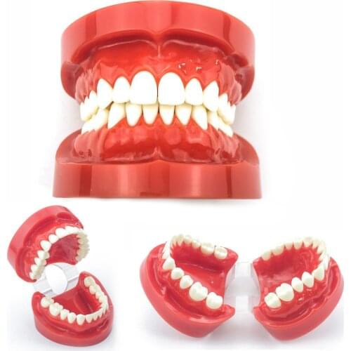 Dental Study Teach Model Adult Standard Typodont Demonstration #7004,#7008 Oral Teach model
