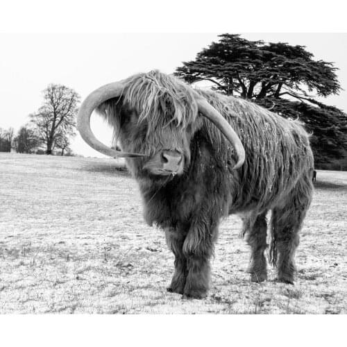 Highland Cows Painting By Numbers 5d diy Diamond Painting Cross Stitch Full square Diamond Embroidery mosaic picture home decor