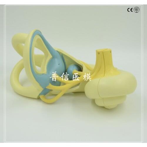 Inner ear model Enlarge cochlea Medical organ anatomy teaching free shipping