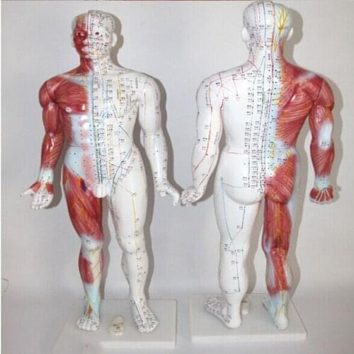 BIX-Y1004 Chinon Human Body Acupuncture Manikin Traditional Chinese Medicine Model Medical Science Student Teaching Training