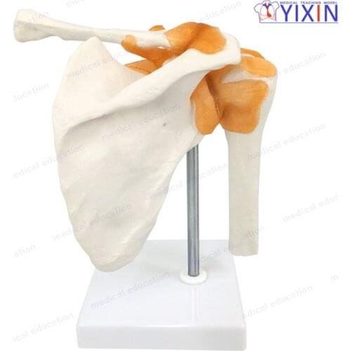 Human Skeleton Anantomy Shoulder Joint Model with Ligaments for Medical Science and Educational Equipment