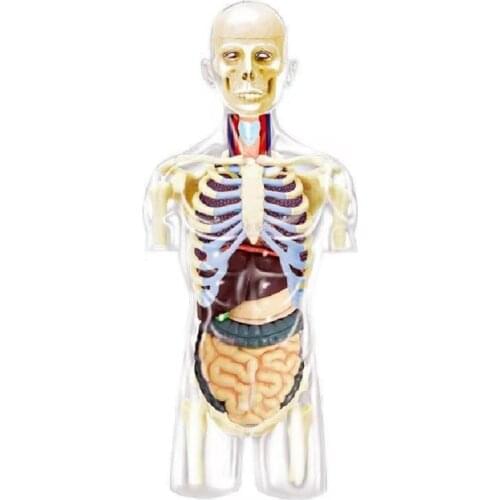 Assembled Transparent Human Torso Human Anatomy Model 4D Bust Male Body Head Musculoskeletal Anatomy Science Model