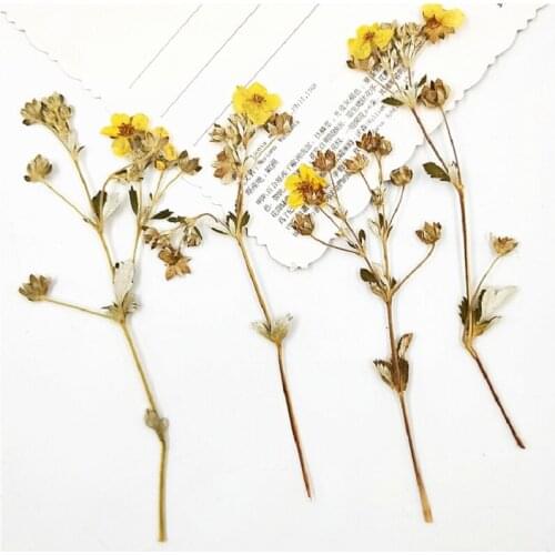 100pcs Pressed Dried Rosa multiflora Flower With stem For Epoxy Resin Jewelry Making Bookmark Phone Case Makeup Nail Art DIY