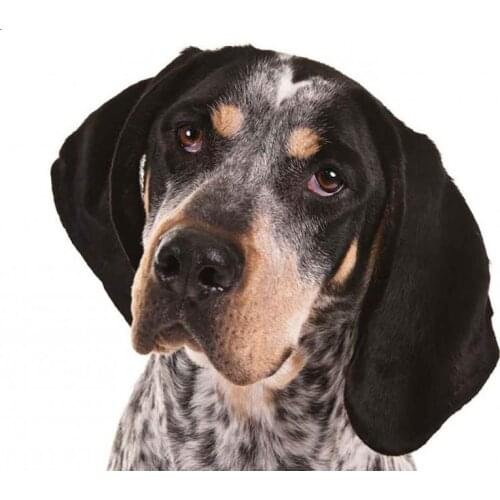 5d Diy Diamond Painting puppy pet Cross Stitch Kits Diamond Embroidery Coonhound dog Needlework full Square round Rhinestone