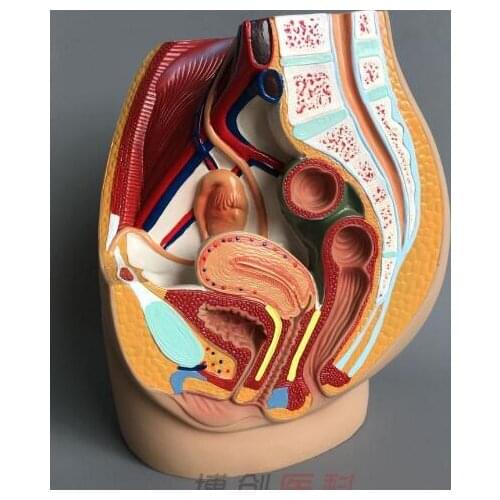 Female pelvic model female genitourinary specimens ventral sagittal incision of human anatomy