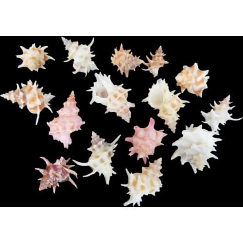 2pcs Natural Sea Shells Conch Coquillage Beach Decor Craft Diy Marine Style Fish Tank Seashells Conch Embellishment