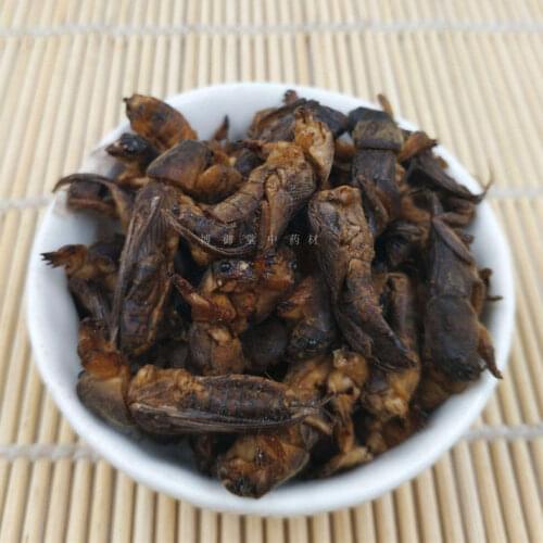 Wild Dried Mole Cricket 250g/500g Per Pack