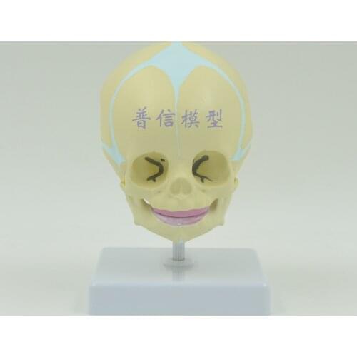 Free shipping&lifelike small head, infant skull model with the base , skull model, for medical education school