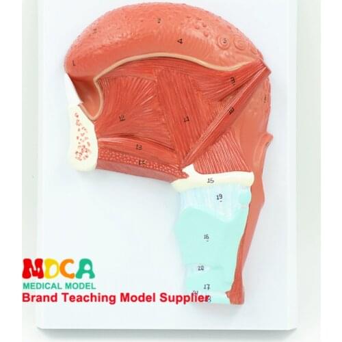 MHL005: Model Medicine Teaching of Anatomical Head of Oral Muscle and Glossal Muscle