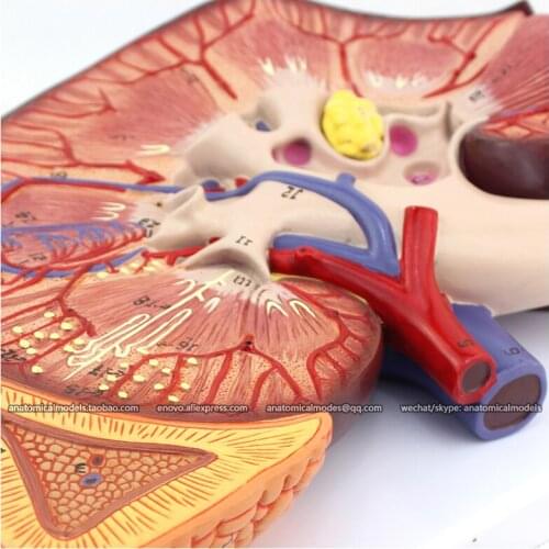 CMAM/12431 Kidney, 3X life size, Genitourinary Medical Teaching Anatomical Model