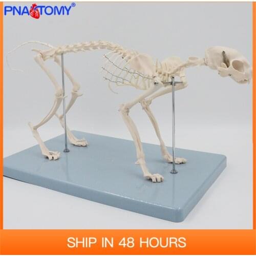Life Size Cat Skeleton Model Feline Skull Animal Anatomical Pet Anatomy Medical Teaching Tool Educational Equipment