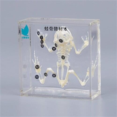 Frog bone specimen Natural science insect specimens Popular science teaching products Steam teaching aids