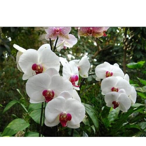 Diamond painting cross stitch Kit Little Gem butterfly orchid 40*30cm Full coverage square diamond mosaic Diy Diamond embroidery